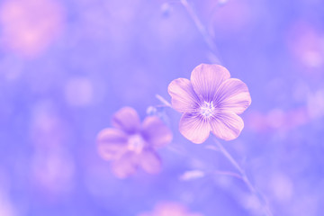 Fototapeta na wymiar Pink flowers linen shade on a blue background ,selective soft focus.