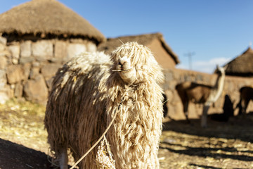 Alpaca - Perù