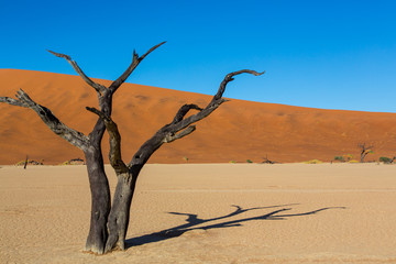 Fototapeta na wymiar Dead Trees in Deadvlei Namibia