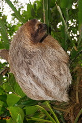 Naklejka premium Bradypus variegatus three toed sloth wild animal in the jungle of Costa Rica, Central America