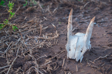 The head bone of the deer