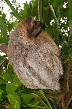 Bradypus variegatus three toed sloth wild animal in the jungle of Costa Rica, Central America