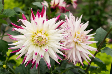 Dahlien in Weiß mit Pink