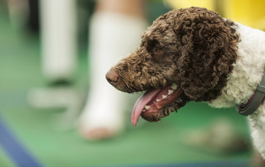 A close up of a Barbet dog lying down on a ferry during a sunny summer day