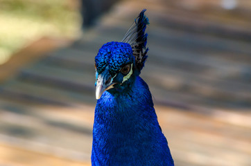 Pavão