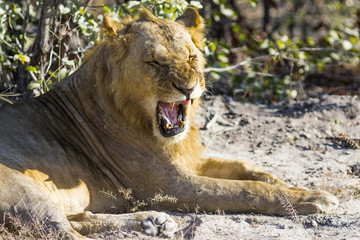 Lionne au repos