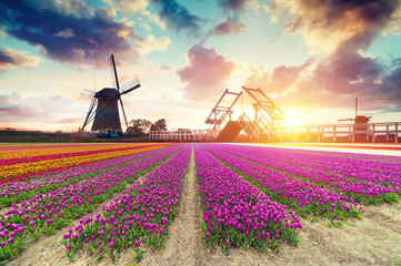 Landscape with tulips, traditional dutch windmills and houses near the canal in Zaanse Schans, Netherlands, Europe