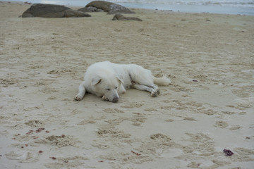 Sleeping white stray dog on the beach, Dog is relaxing on the beach