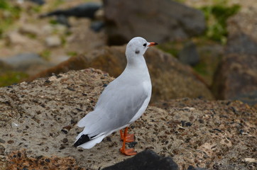 Mouette (France)