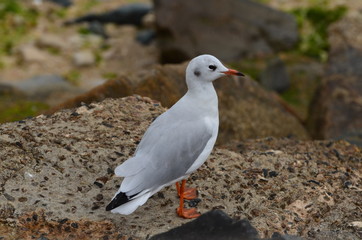 Mouette (France)