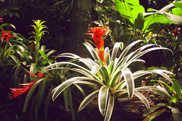red color of Guzmania flower in garden © Tenenbaum