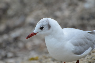 Fototapeta premium Mouette (France)
