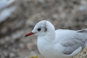 Obraz premium Mouette (France)