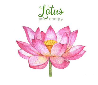 Hand-drawn watercolor illustration of the lotus. Botanical drawing isolated on the white background.