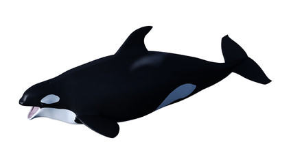 3D Rendering Orca Killer Whale Calf on White