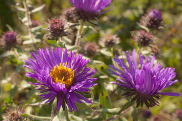 A close up of purple New England aster blossoms with yellow stamens.