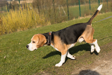 running beagle in a garden