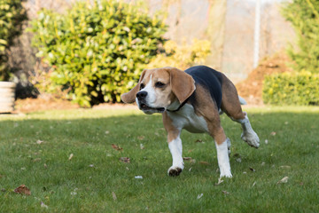 running beagle in a garden