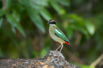 Fairy Pitta (Pitta nympha) 