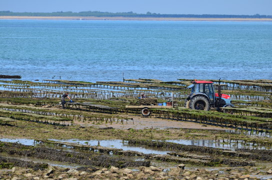 Parc ostr&eacute;icole (&icirc;le de r&eacute;)