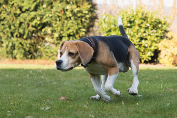 beagle jumping outdoor