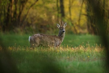 Roe deer male on the magical green grassland, european wildlife, wild animal in the nature habitat, deer rut in czech republic.