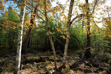 Fototapeta premium beautiful autumn landscape with forest under sky