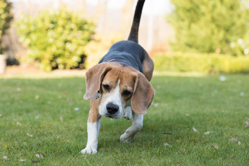 running beagle in a garden