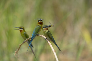 Beautiful bird, Blue-tailed bee-eater