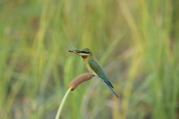 Beautiful bird, Blue-tailed bee-eater