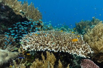 Lebendiges Korallenriff