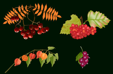 isolated on black branches with red fall berries