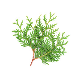 Sprout of thuja or arborvitae isolated on white background.