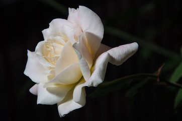 Lindas flores