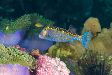 Spotted boxfish (Ostracion meleagrisand )