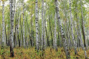 Obraz premium beautiful autumn landscape with white birch forest