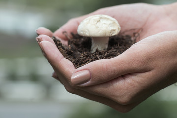Hands holding a mushroom