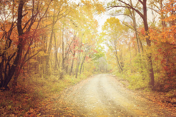 Naklejka na ściany i meble Blurred background, autumn forest