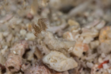 Hairy shrimp ( phycocaris simulans)