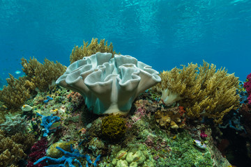 Obraz premium Weichkorallen an einem gesunden Korallenriff
