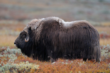 Moschosochsen Bulle im Herbst, Dovrefjell, Norwegen, (Ovibos moschatus)