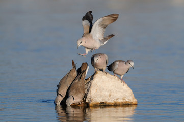 Kapturteltauben trinken an einer Wasserstelle, Etosha Nationalpark, Namibia