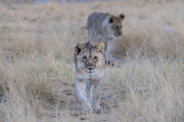 Junge Löwen, Etosha Nationalpark, Namibia, (Panthera leo)