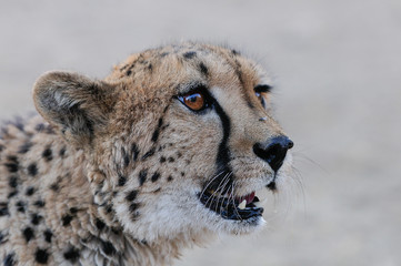Gepard Kopf Portrait mit Fliegen, Namibia
