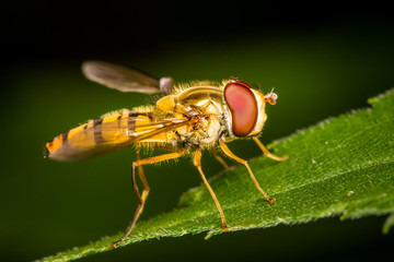 Hoverfly close up macro
