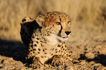 Gepard liegt auf der Lauer, Namibia
