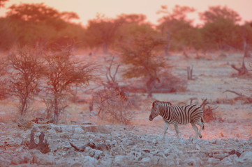 Fototapeta na wymiar Steppen Zebra wandert durchs Abendlicht, Burchell's Zebra, Etosha Nationalpark, Namibia, (Equus burchelli)