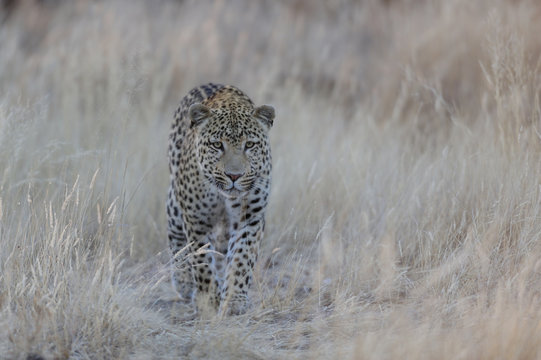 Leopard schleicht durchs Gras, Namibia
