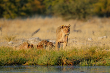 Löwen Rudel am Wasserloch, Etosha Nationalpark, Namibia, (Panthera leo)