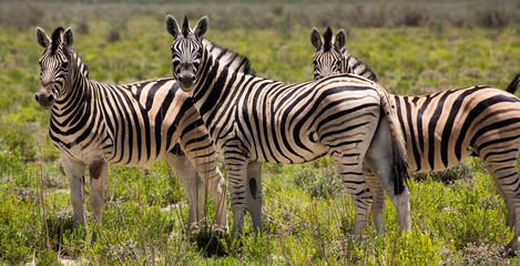 Fototapeta na wymiar Alert zebras in Etosha Namibia